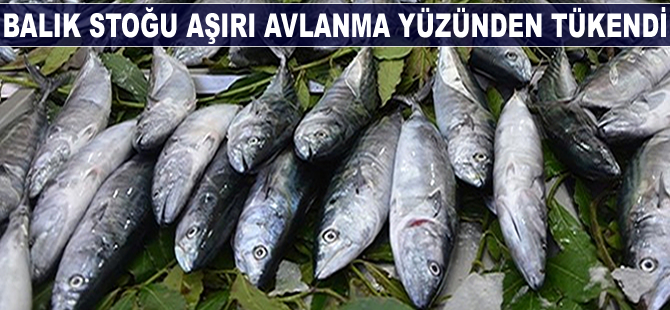 Balık stoğunun üçte biri, aşırı avlanma sonucu tükendi