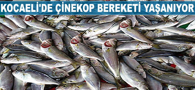 Kocaeli'de çinekop bereketi yaşanıyor