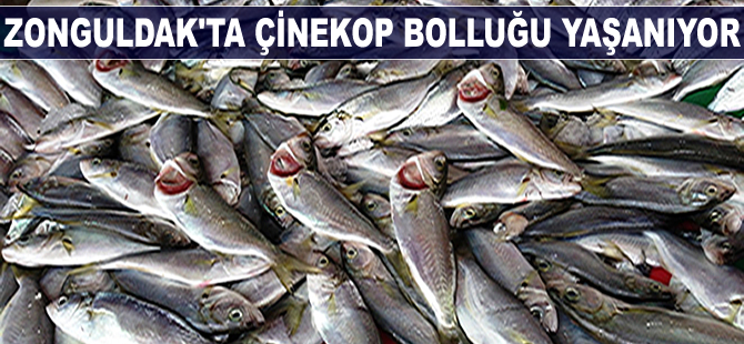 Zonguldak'ta çinekop bolluğu yaşanıyor