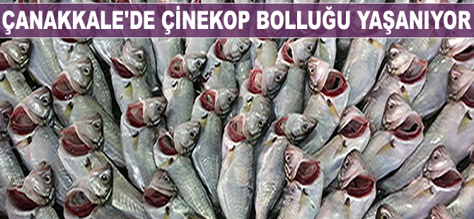Çanakkale'de çinekop bolluğu yaşanıyor