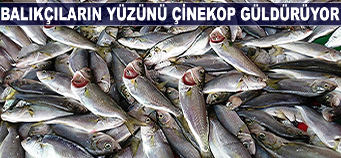 Balıkçıların yüzünü çinekop güldürüyor
