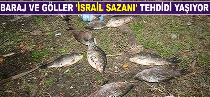 Baraj ve göller 'İsrail sazanı' tehdidi yaşıyor
