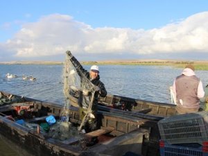 Manyas Gölü'nde balık bolluğu yaşanıyor