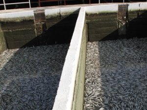 9 milyon 900 bin alabalık telef oldu