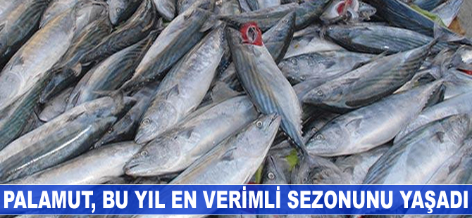 'Palamutta son yılların en verimli sezonunu yaşadık'