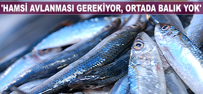 Karadenizli balıkçılar hamsiden umduğunu bulamıyor