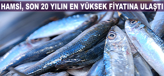 Trabzon'da hamsinin kilogram fiyatı 20 TL'ye yükseldi