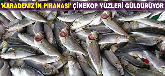 'Karadeniz piranası çinekop' balıkçıların yüzünü güldürüyor