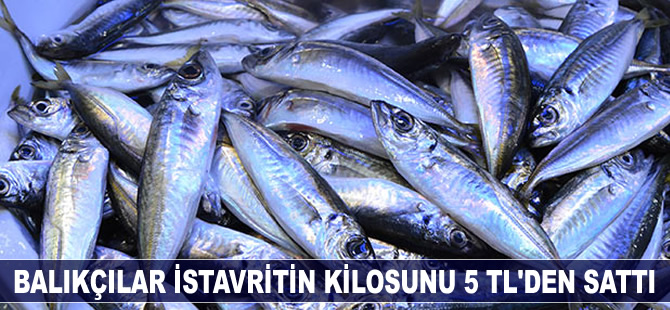 Balıkçılar istavritin torbasını 5 TL'den sattı