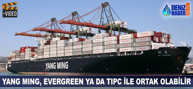Yang Ming, Evergreen ya da TIPC ile ortaklık kurabilir