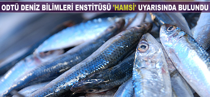 ODTÜ Deniz Bilimleri Enstitüsü 'hamsi' uyarısında bulundu