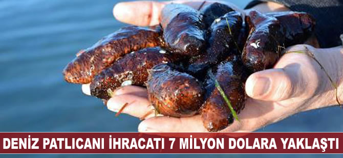Deniz patlıcanı ihracatı 7 milyon dolara yaklaştı
