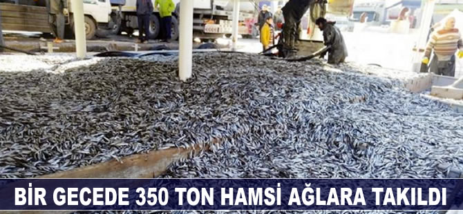 Bir gecede 350 ton hamsi ağlara takıldı