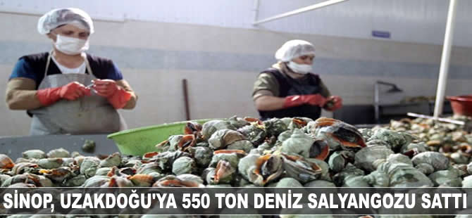 Sinop’tan Uzakdoğu’ya 550 ton deniz salyangozu satıldı