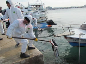 M/V Lady Tuna'dan sızan petrol Çeşme kıyılarından temizleniyor