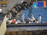 İzmit Körfezi'nde petrol sızıntısı, deniz canlı hayatını tehdit ediyor