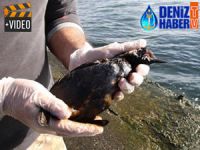 İzmit Körfezi'ndeki yakıt sızıntısı kontrol altına alındı