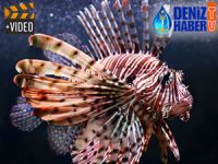 Türkiye denizlerinde aslan balığı tehdidi