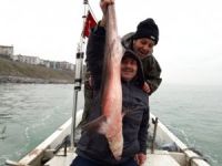 Alaplı’da balıkçıların ağına köpekbalığı takıldı