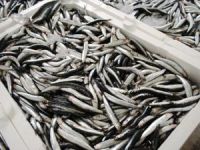 Kaçak avlanan 148 ton hamsiye el koyuldu