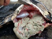 Porsuk Çayı’ndaki toplu balık ölümleri araştırılıyor