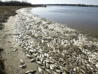 Her iki balık türünden biri yok olma tehlikesinde