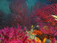 Ayvalık'taki 150 yıllık mercanlar koruma altına alınıyor