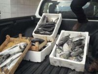 Çanakkale'de kaçak avlanan balıklar imha edildi