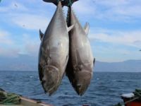 'Türkiye'nin orkinos kotası artırılmalı'