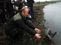İzmit Körfezi'ndeki sızıntıda petrole bulanan kuşlar tedavi edilerek doğaya salındı