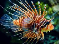 Zehirli aslan balığı Kemer'e yerleşip üremeye başlamış