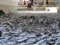 Karadeniz'de tekneler avdan boş dönüyor