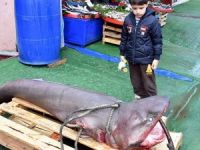 Marmara Denizi'nde 3 metrelik köpek balığı yakalandı