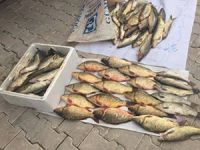 Keban Barajı'nda boy limitinin altında olan balıklara el konuldu