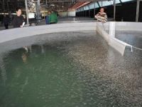 Derme'de 17 milyon yavru balık üretilecek