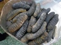 Çanakkale'de 350 kilogram deniz hıyarı ele geçirildi