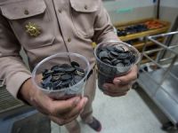 Deniz kaplumbağasının midesinden 915 tane bozuk para çıktı