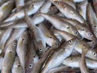 Mezgit el yakıyor! Fiyatı 40 TL'ye ulaştı