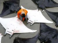 Akdeniz vatozları Türkiye Deniz Canlıları Müzesi’nde sergilenecek