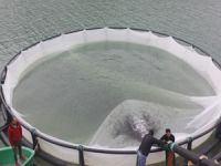 Artvin, kafes balıkçılığı ile dünyaya balık ihraç ediyor