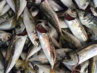 'İstavrit avında bu sezon oldukça düşüş var'