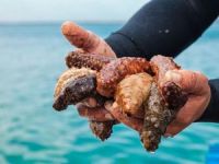 Çanakkale'de kaçak avlandığı belirlenen 2.5 ton deniz patlıcanı ele geçirildi.