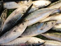 Bu yıl balıkçıların yüzünü palamut güldürdü