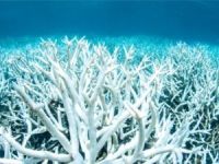 Uzmanlar Büyük Set Resifi'nden "Umudu Kesti"