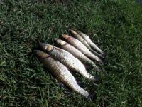 Nijerli üretici ve uzmanlara Antalya'da balıkçılık eğitimi verildi