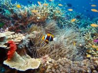 'Deniz Altında Canlı Rezervinin Arttırılması' Projesi tanıtıldı