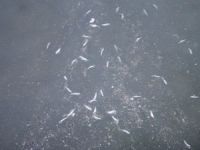 Karadeniz'de balık ölümleri nedeniyle inceleme başlatıldı