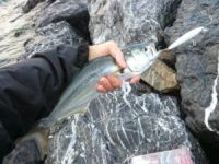 Marmaris'te Balık Şenliği düzenlendi