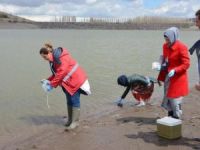 Erzurum Tekederesi Göletin'de toplu balık ölümleri meydana geldi