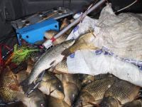 Beyşehir Gölü'nde Elektroşokla balık avlayan kişi yakalandı